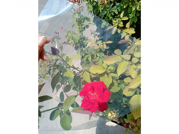 花卉专用膜