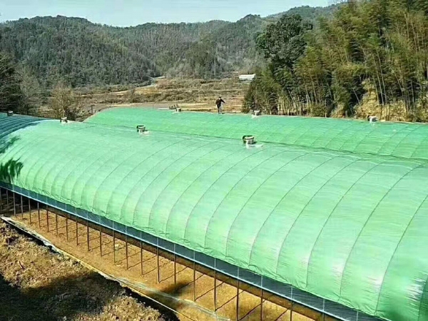 绿白膜